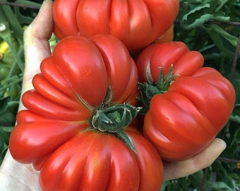 Könnte beinhalten: Nahaufnahme von vier roten, erbstämmigen Tomaten mit einer gekräuselten, strukturierten Haut. Die Tomaten werden in der Hand einer Person gehalten.