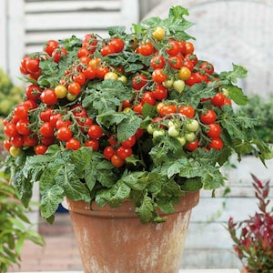 15 Tiny Tim Tomato Seeds