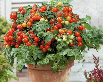 15 Tiny Tim Tomato Seeds