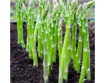 15 Asparagus Mary Washington Seeds