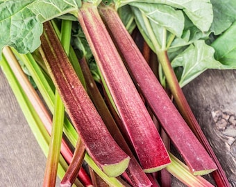 15 Glaskins Perpetual Rhubarb Seeds