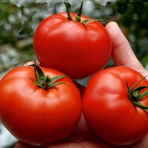 15 St. Pierre Tomato Seeds - French Heirloom