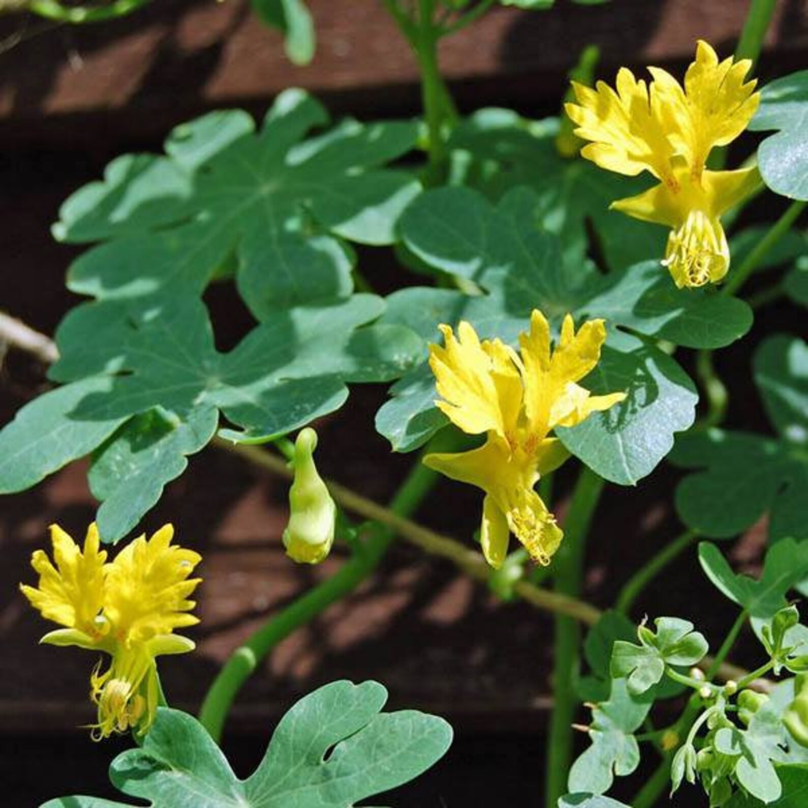 15 Canary Creeper Nasturtium Seeds Edible Etsy UK
