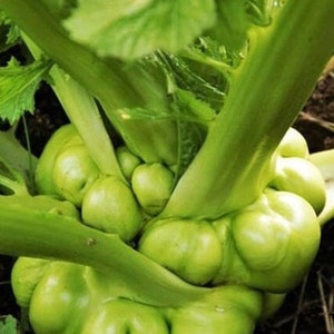 May include: A close-up of a green vegetable with a unique, bulbous shape. The vegetable has a bumpy, textured surface and is surrounded by green leaves.