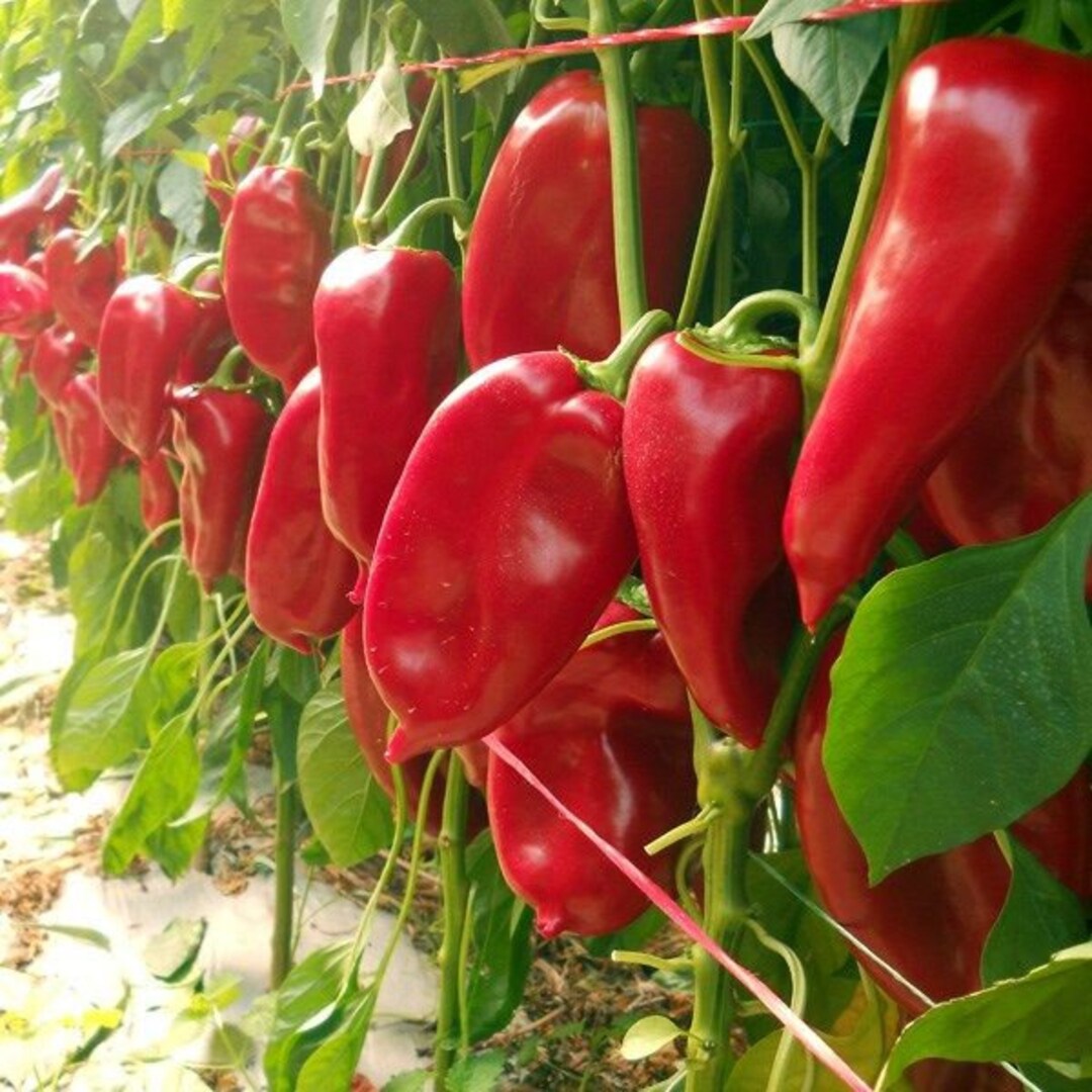 thumbnail interactive-video image 1 of Organic Kurtovszka Kápia Sweet Pepper 100 Seeds - Non-GMO 1 of 14