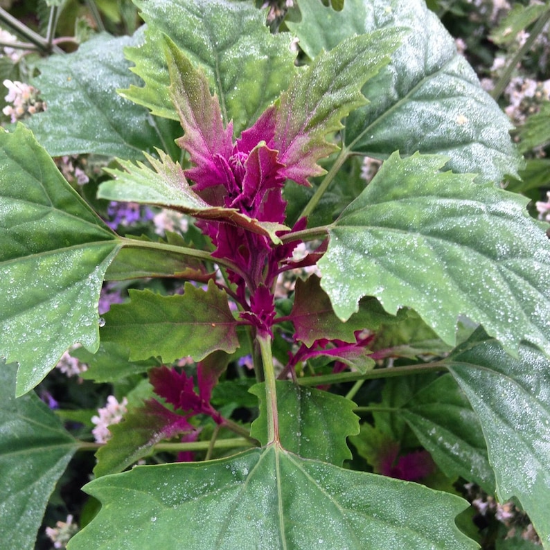 25 Tree Spinach Seeds Chenopodium Giganteum image 8