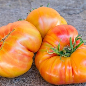 May include: Three heirloom tomatoes, one with a deep red colour and two with a pale orange colour. The tomatoes have a slightly irregular shape and are arranged on a textured grey surface.
