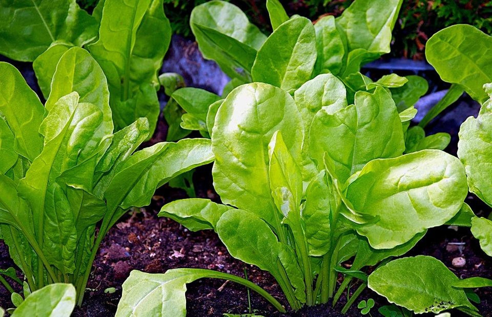 50 Perpetual Spinach Seeds Spring & Autumn Growing Etsy