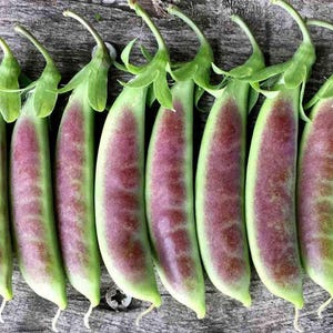May include: A close-up shot of several snow pea pods. The pods are green with a reddish-purple hue, each with a small green stem and leaves. They are arranged on a weathered wooden surface.