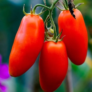 15 Scatolone Tomato Seeds - Heirloom