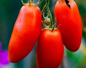Könnte beinhalten: Drei reife rote Tomaten, die an einer Rebe hängen. Die Tomaten sind länglich und haben eine glatte, glänzende Haut.