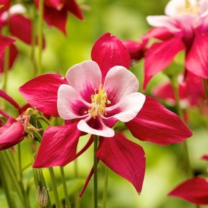 May include: Close-up of a pink and white columbine flower with red petals. The flower is in focus, while the background is blurred.