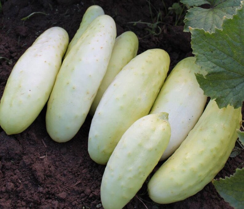 15 White Wonder Cucumber Seeds Etsy UK