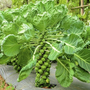 35 Brussels Sprouts Evesham Dwarf Seeds - Harvest November - January