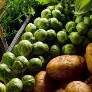35 Darkmar 21 Brussels Sprouts Seeds - Heirloom
