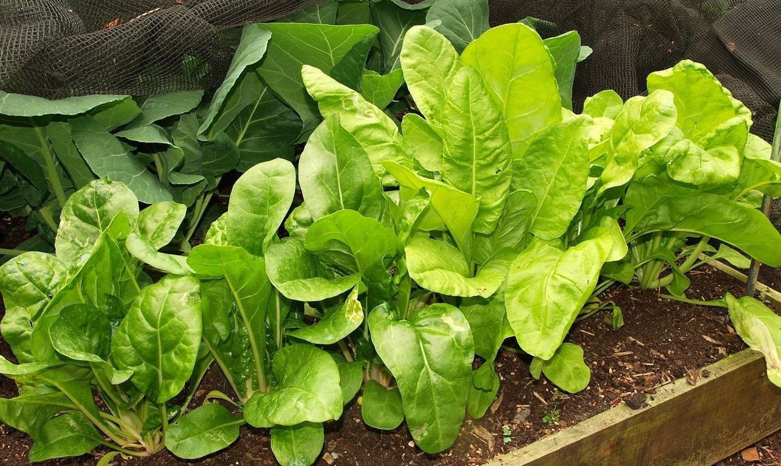 50 Perpetual Spinach Seeds Spring & Autumn Growing Etsy