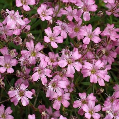 Flamingo Baby's Breath, Save up to 75%