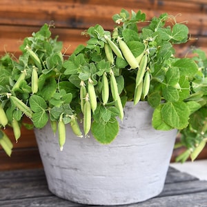 May include: A potted pea plant with green leaves and pea pods growing in a grey planter. The plant is sitting on a wooden surface.