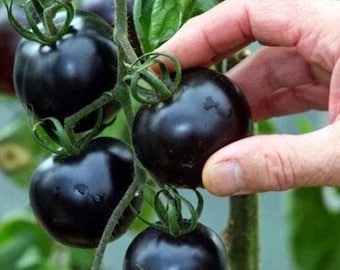 15 Black Cherry Tomato Seeds