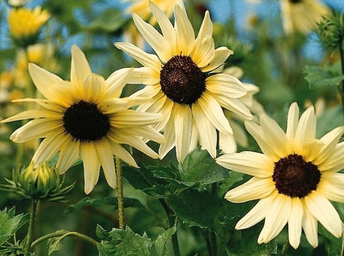25 Vanilla Ice Sunflower Seeds Etsy UK