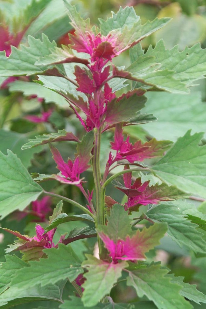 25 Tree Spinach Seeds Chenopodium Giganteum image 3