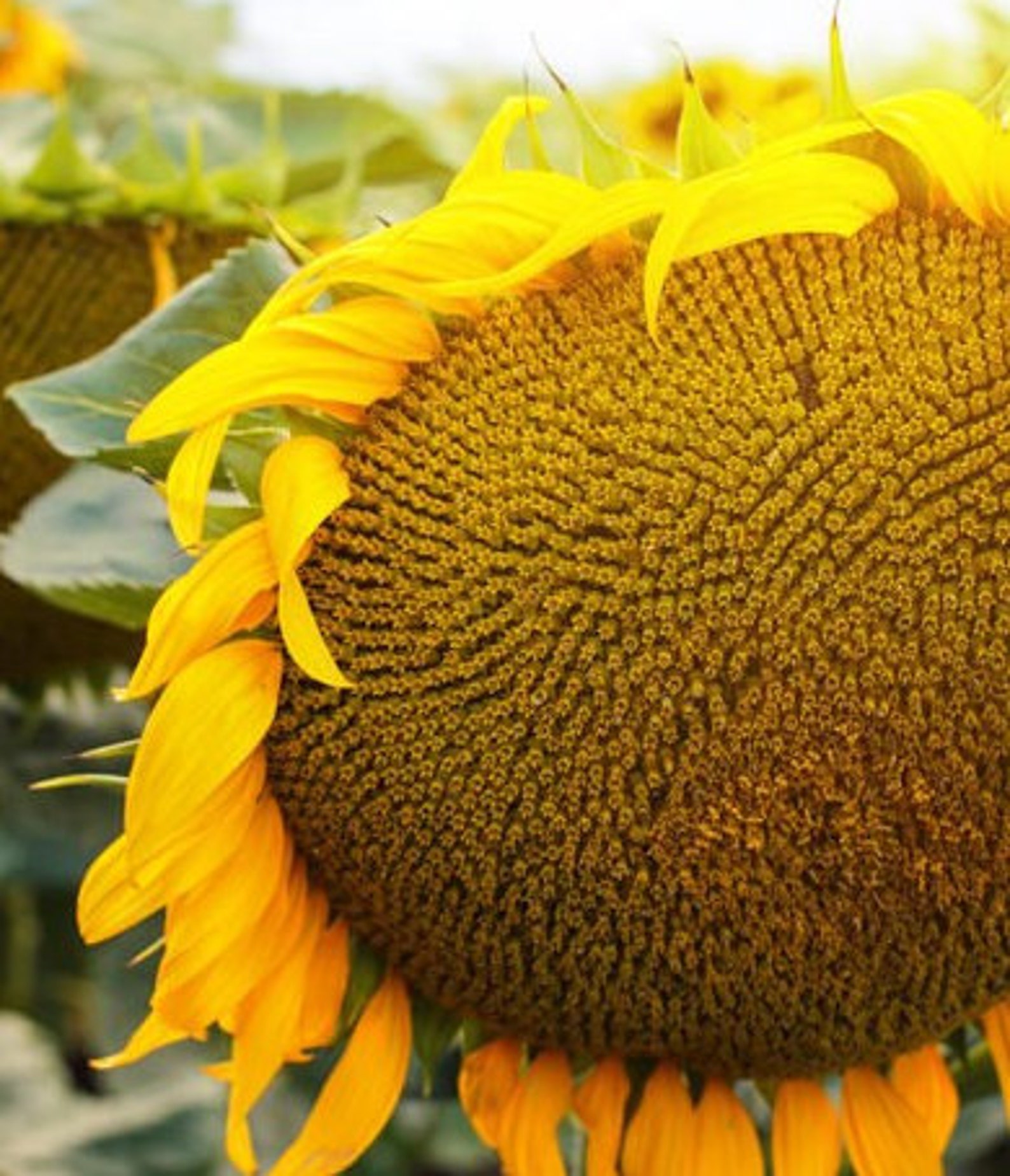 25 Sunspot Dwarf Gold Sunflower Seeds - Etsy UK