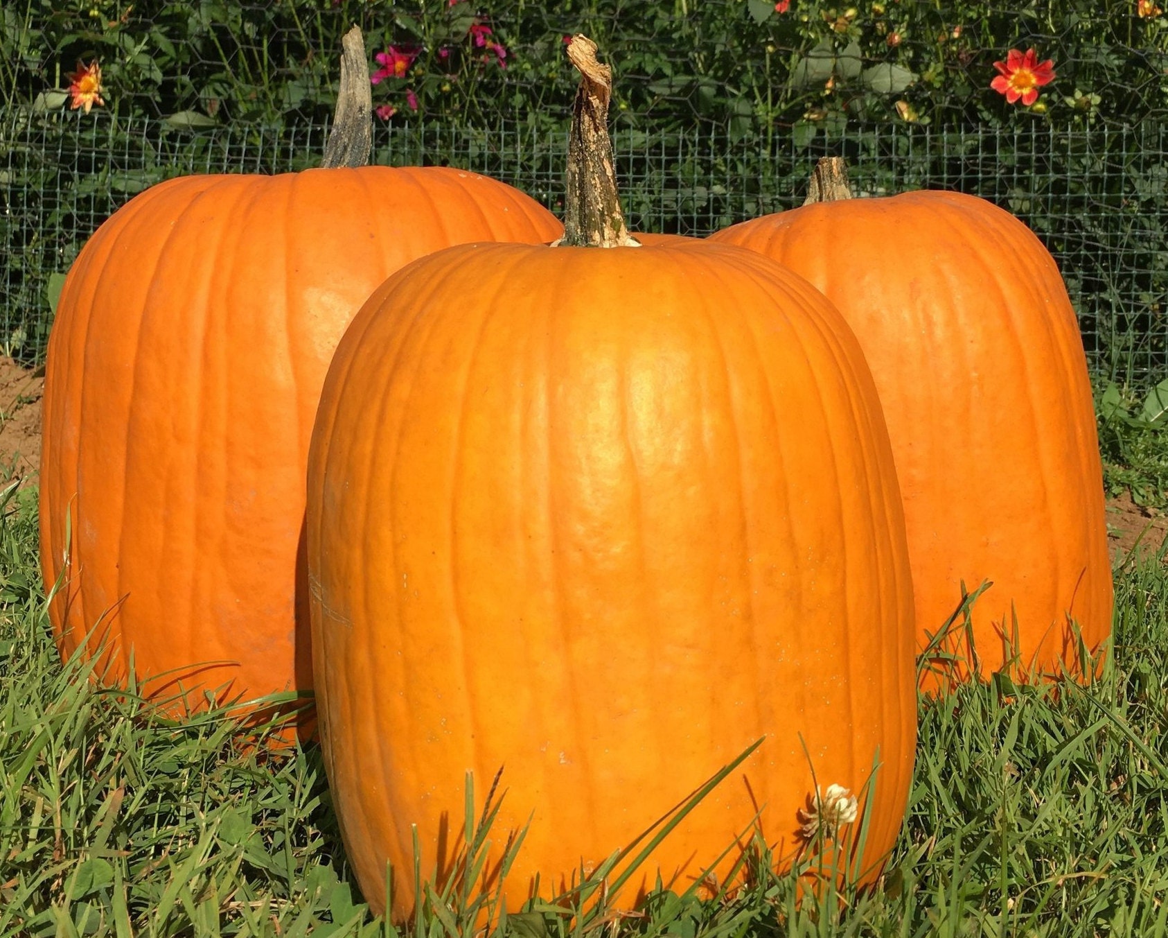 10 Mammoth Gold Pumpkin Seeds XL Halloween Carving Etsy UK
