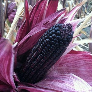 12 Aztec Black Sweetcorn Seeds - Heirloom
