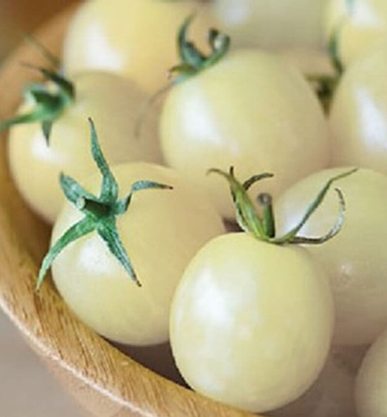 Белый помидор семена садоводство растения вкусных овощных культур Великобритания