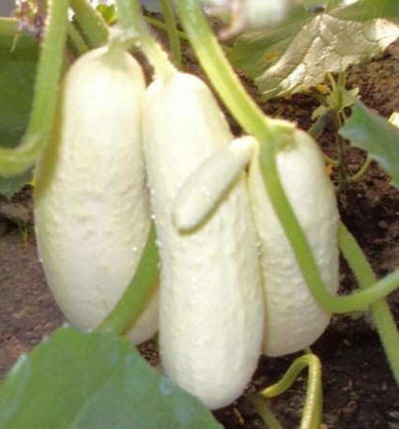 15 White Wonder Cucumber Seeds Etsy UK
