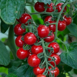 15 Christmas Grapes Cherry Tomato Seeds - Heirloom