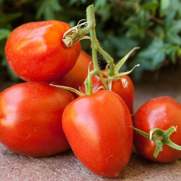 15 Amish Paste Tomato Seeds