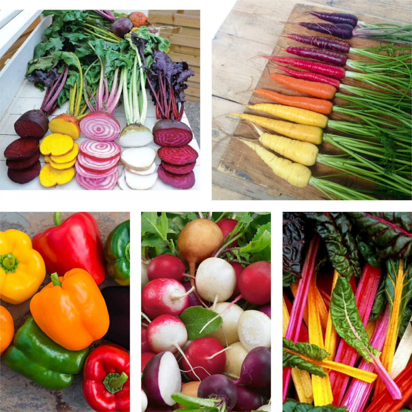 5 Different Packs of Rainbow Seeds, Rainbow Carrots, Bell Peppers, Radish, Beets, Swiss Chard