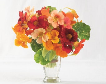 15 Alaska Mix Nasturtium Seeds - Edible