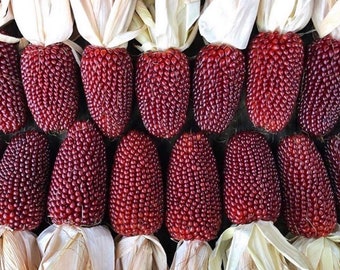 15 Strawberry Popcorn Corn Seeds