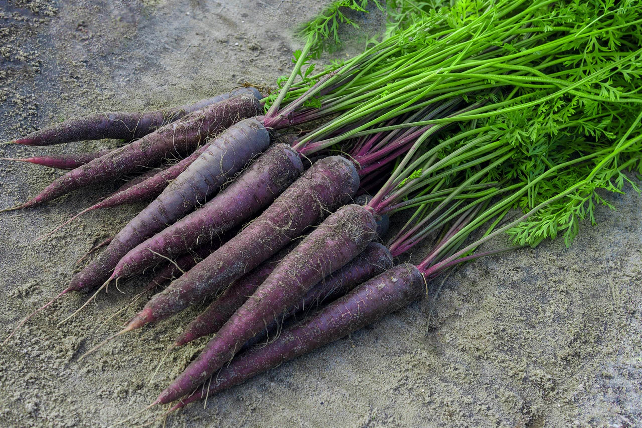 25 Deep Purple Carrot Seeds Etsy UK