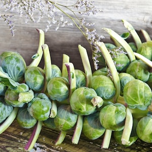 35 Catskill Brussels Sprouts Seeds