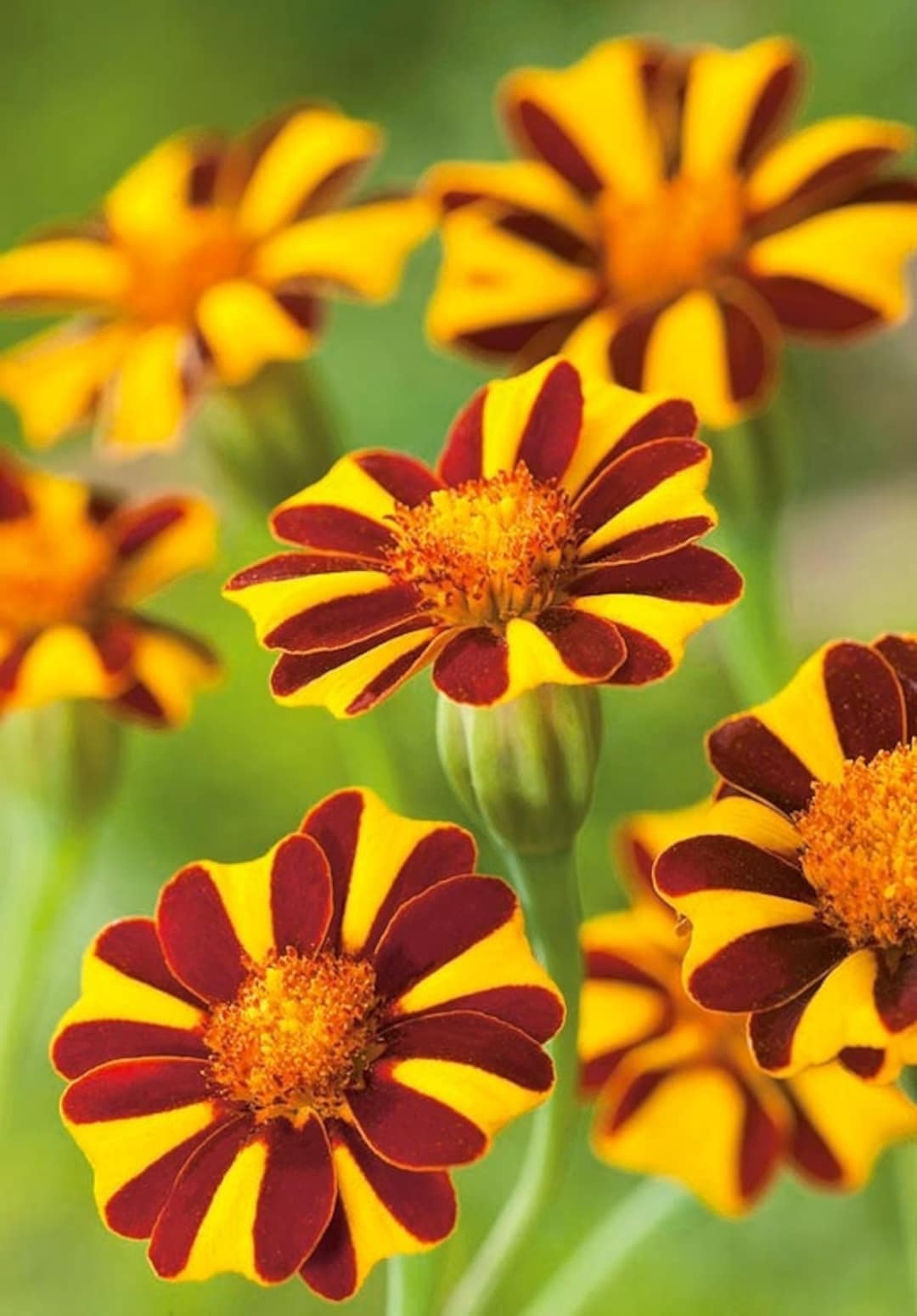 25 Jolly Jester French Marigold Seeds Etsy UK