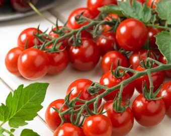15 Piccolo Tomato Seeds - Heirloom