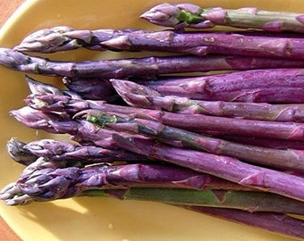 15 Purple Asparagus Precoce D' Argentuil Seeds