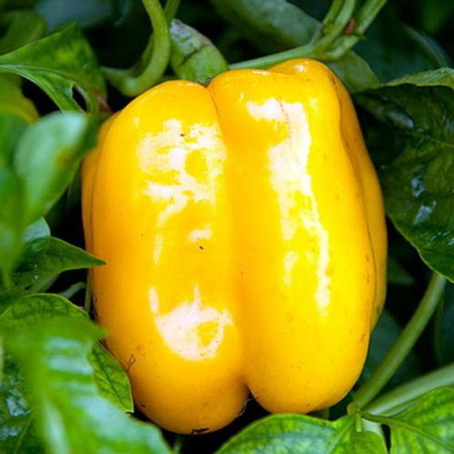 25 Golden California Wonder Bell Pepper Seeds Etsy UK
