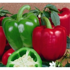 25 Yolo Wonder Red & Green Bell Pepper Seeds