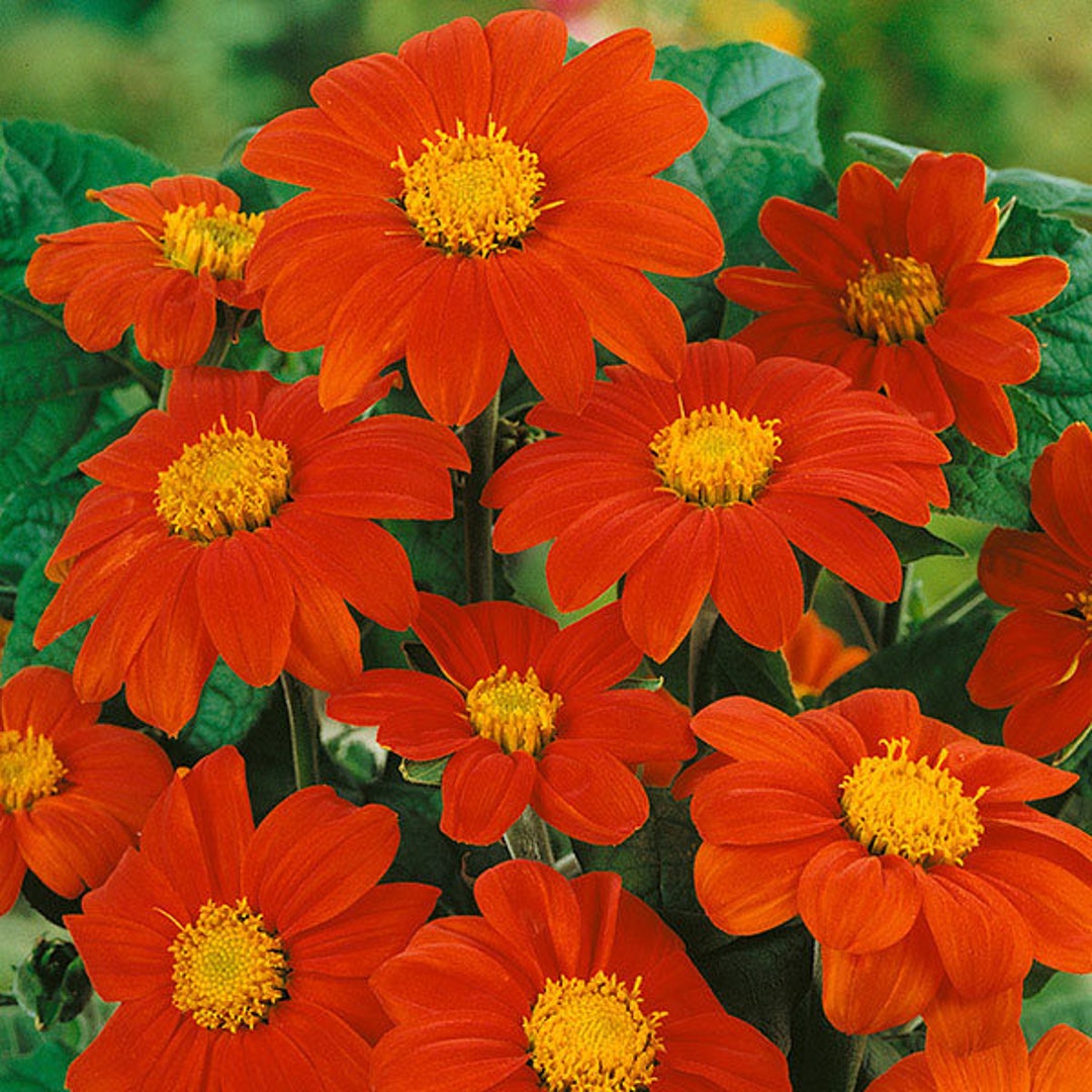 25 Mexican Torch Sunflower Seeds - Etsy UK