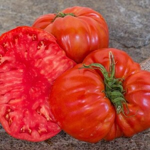 Bumpy Tomatoes 15 Gigantomo F1 Tomato Seeds - Giant 3 Pound Tomatoes - Etsy UK