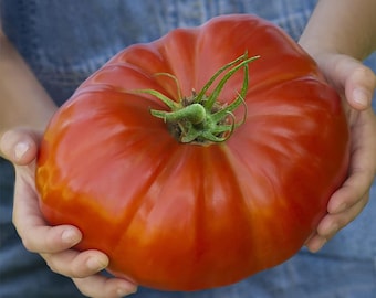 Könnte beinhalten: Eine große, rote Tomate, die in zwei Händen gehalten wird. Die Tomate ist sehr groß, und die Hände der Person sind im Vergleich dazu klein.