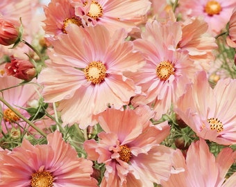 25 Apricotta Cosmos Seeds