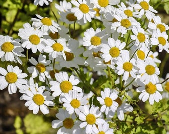 25 White Star Daisy Seeds - Feverfew