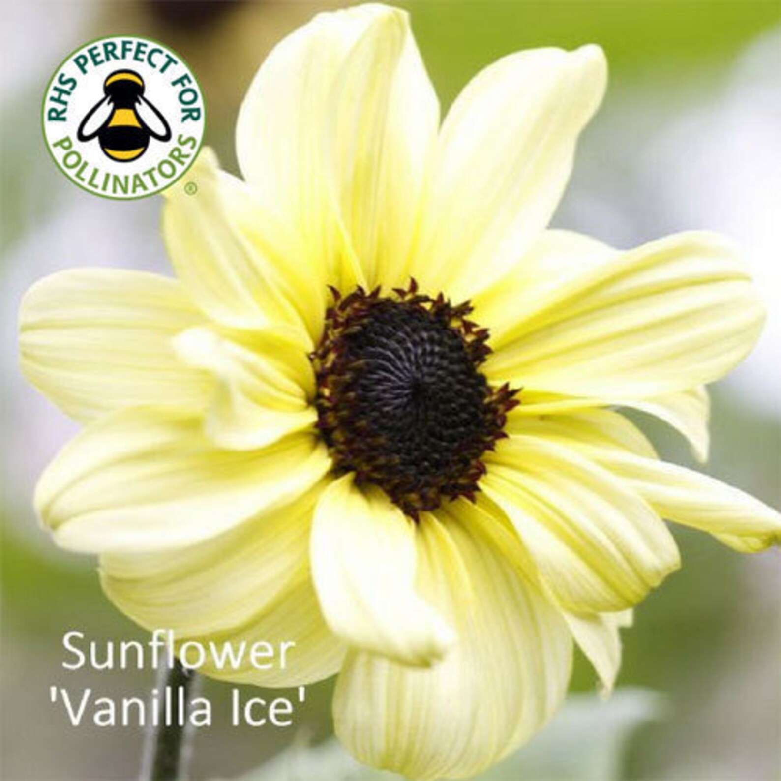 25 Vanilla Ice Sunflower Seeds Etsy UK
