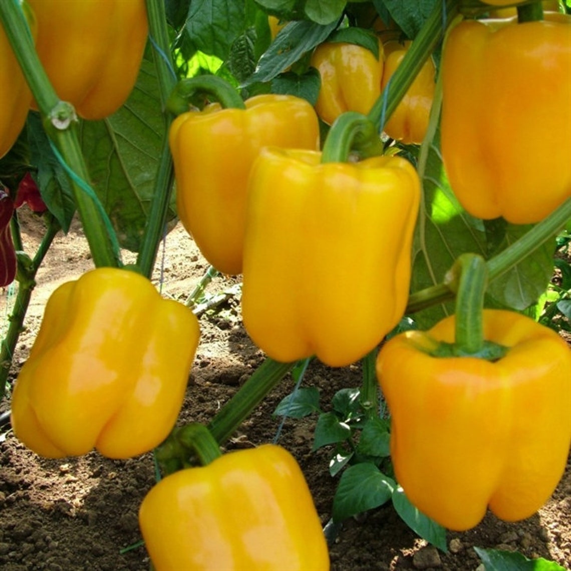 25 Golden California Wonder Bell Pepper Seeds Etsy UK