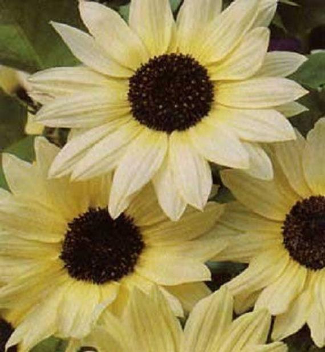 25 Vanilla Ice Sunflower Seeds Etsy UK